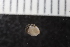  ( - ZMBN_132273)  @11 [ ] CreativeCommons - Attribution Non-Commercial Share-Alike (2019) University of Bergen Natural History Collections