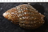  ( - ZMBN_132282)  @11 [ ] CreativeCommons - Attribution Non-Commercial Share-Alike (2019) University of Bergen Natural History Collections