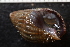  ( - ZMBN_132282)  @11 [ ] CreativeCommons - Attribution Non-Commercial Share-Alike (2019) University of Bergen Natural History Collections