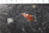  ( - ZMBN_132284)  @11 [ ] CreativeCommons - Attribution Non-Commercial Share-Alike (2019) University of Bergen Natural History Collections