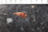  ( - ZMBN_132284)  @11 [ ] CreativeCommons - Attribution Non-Commercial Share-Alike (2019) University of Bergen Natural History Collections