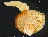  ( - ZMBN_132321)  @11 [ ] Creative Commons  Attribution Non-Commercial Share-Alike (2020) NTNU University Museum, Department of Natural History NTNU University Museum, Department of Natural History