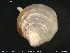  ( - ZMBN_132323)  @11 [ ] Creative Commons  Attribution Non-Commercial Share-Alike (2020) NTNU University Museum, Department of Natural History NTNU University Museum, Department of Natural History