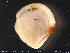  ( - ZMBN_132333)  @11 [ ] Creative Commons  Attribution Non-Commercial Share-Alike (2020) NTNU University Museum, Department of Natural History NTNU University Museum, Department of Natural History