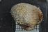  ( - ZMBN_132371)  @11 [ ] Creative Commons  Attribution Non-Commercial Share-Alike (2020) NTNU University Museum, Department of Natural History NTNU University Museum, Department of Natural History