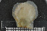  ( - ZMBN_132392)  @11 [ ] Creative Commons  Attribution Non-Commercial Share-Alike (2020) NTNU University Museum, Department of Natural History NTNU University Museum, Department of Natural History