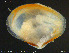  ( - ZMBN_132405)  @11 [ ] Creative Commons  Attribution Non-Commercial Share-Alike (2020) NTNU University Museum, Department of Natural History NTNU University Museum, Department of Natural History