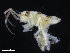  ( - ZMBN_132532)  @11 [ ] CreativeCommons - Attribution Non-Commercial Share-Alike (2019) University of Bergen Natural History Collections