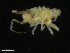  ( - ZMBN_132534)  @11 [ ] CreativeCommons - Attribution Non-Commercial Share-Alike (2019) University of Bergen Natural History Collections