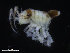  ( - ZMBN_132536)  @11 [ ] CreativeCommons - Attribution Non-Commercial Share-Alike (2019) University of Bergen Natural History Collections