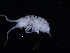  ( - ZMBN_132551)  @11 [ ] CreativeCommons - Attribution Non-Commercial Share-Alike (2019) University of Bergen Natural History Collections