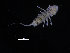  ( - ZMBN_132552)  @11 [ ] CreativeCommons - Attribution Non-Commercial Share-Alike (2019) University of Bergen Natural History Collections