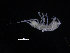  ( - ZMBN_132552)  @11 [ ] CreativeCommons - Attribution Non-Commercial Share-Alike (2019) University of Bergen Natural History Collections