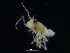  (Munna kroyeri - ZMBN_132571)  @11 [ ] CreativeCommons - Attribution Non-Commercial Share-Alike (2019) University of Bergen Natural History Collections