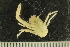  ( - ZMBN_132582)  @11 [ ] CreativeCommons - Attribution Non-Commercial Share-Alike (2019) University of Bergen Natural History Collections