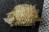  ( - ZMBN_136141)  @11 [ ] CreativeCommons - Attribution Non-Commercial Share-Alike (2020) University of Bergen Natural History Collections