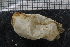  ( - ZMBN_136154)  @11 [ ] CreativeCommons - Attribution Non-Commercial Share-Alike (2020) University of Bergen Natural History Collections