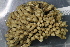  ( - ZMBN_136165)  @11 [ ] CreativeCommons - Attribution Non-Commercial Share-Alike (2020) University of Bergen Natural History Collections