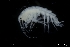  ( - ZMBN_136195)  @11 [ ] Creative Commons BY NC SA (2020) University of Bergen Natural History Collections