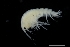  ( - ZMBN_136196)  @11 [ ] Creative Commons BY NC SA (2020) University of Bergen Natural History Collections