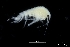  ( - ZMBN_136199)  @11 [ ] Creative Commons BY NC SA (2020) University of Bergen Natural History Collections