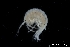  ( - ZMBN_136215)  @11 [ ] Creative Commons BY NC SA (2020) University of Bergen Natural History Collections