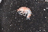  ( - ZMBN_136223)  @11 [ ] Creative Commons BY NC SA (2020) University of Bergen Natural History Collections