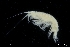  ( - ZMBN_136223)  @11 [ ] Creative Commons BY NC SA (2020) University of Bergen Natural History Collections