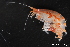 ( - ZMBN_136224)  @11 [ ] Creative Commons BY NC SA (2020) University of Bergen Natural History Collections