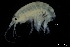  ( - ZMBN_136238)  @11 [ ] Creative Commons BY NC SA (2020) University of Bergen Natural History Collections