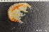  ( - ZMBN_136242)  @11 [ ] Creative Commons BY NC SA (2020) University of Bergen Natural History Collections
