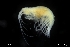  ( - ZMBN_136263)  @11 [ ] Creative Commons BY NC SA (2020) University of Bergen Natural History Collections