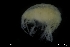  ( - ZMBN_136264)  @11 [ ] Creative Commons BY NC SA (2020) University of Bergen Natural History Collections