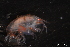  ( - ZMBN_136267)  @11 [ ] Creative Commons BY NC SA (2020) University of Bergen Natural History Collections