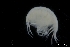  ( - ZMBN_136267)  @11 [ ] Creative Commons BY NC SA (2020) University of Bergen Natural History Collections