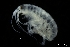  (Parapleustes assimilis - ZMBN_136270)  @11 [ ] Creative Commons BY NC SA (2020) University of Bergen Natural History Collections