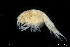  ( - ZMBN_136296)  @11 [ ] Creative Commons BY NC SA (2020) University of Bergen Natural History Collections