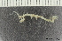  ( - ZMBN_136302)  @11 [ ] Creative Commons BY NC SA (2020) University of Bergen Natural History Collections