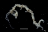  ( - ZMBN_136303)  @11 [ ] Creative Commons BY NC SA (2020) University of Bergen Natural History Collections