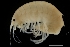  (Apherusa cirrus - ZMBN_136313)  @11 [ ] Creative Commons BY NC SA (2020) University of Bergen Natural History Collections