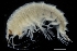  ( - ZMBN_136327)  @11 [ ] Creative Commons BY NC SA (2020) University of Bergen Natural History Collections