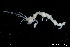  ( - ZMBN_136335)  @11 [ ] Creative Commons BY NC SA (2020) University of Bergen Natural History Collections