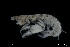  ( - ZMBN_136360)  @11 [ ] Creative Commons BY NC SA (2020) University of Bergen Natural History Collections