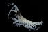  ( - ZMBN_136383)  @11 [ ] Creative Commons BY NC SA (2020) University of Bergen Natural History Collections