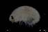  ( - ZMBN_136408)  @11 [ ] Creative Commons BY NC SA (2020) University of Bergen Natural History Collections