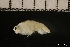  (Lysianassinae - ZMBN_136409)  @11 [ ] Creative Commons BY NC SA (2022) University of Bergen Natural History Collections