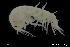  (Echinogammarus pirloti - ZMBN_136416)  @11 [ ] Creative Commons BY NC SA (2020) University of Bergen Natural History Collections