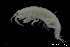  ( - ZMBN_136417)  @11 [ ] Creative Commons BY NC SA (2020) University of Bergen Natural History Collections