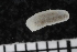  (Trochoderma - ZMBN_136447)  @11 [ ] Creative Commons BY NC SA (2020) University of Bergen Natural History Collections