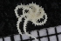  ( - ZMBN_136461)  @11 [ ] Creative Commons BY NC SA (2020) University of Bergen Natural History Collections
